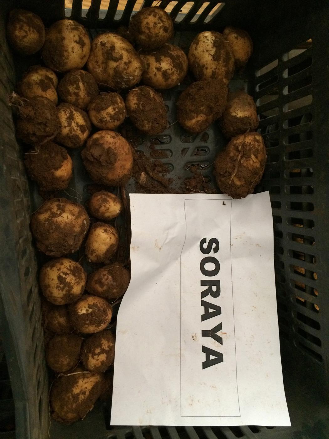 Binst_Middenoosten_Libanon1_Soraya_sfeer.jpg