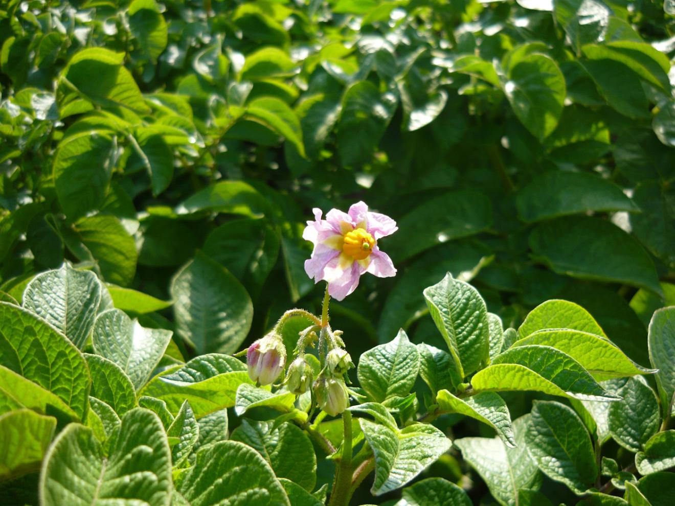 Binst_Europa_Duitsland4_BalticRose_sfeer.jpg