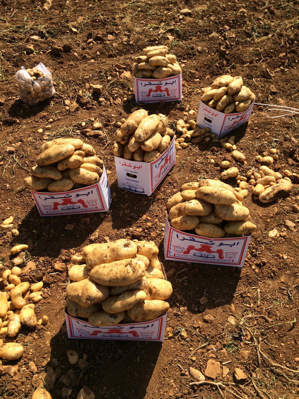 Binst_Middenoosten_Libanon_Regio1_Spunta_sfeer.jpg