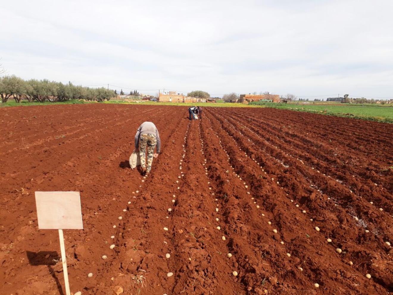 Binst trials in Morocco