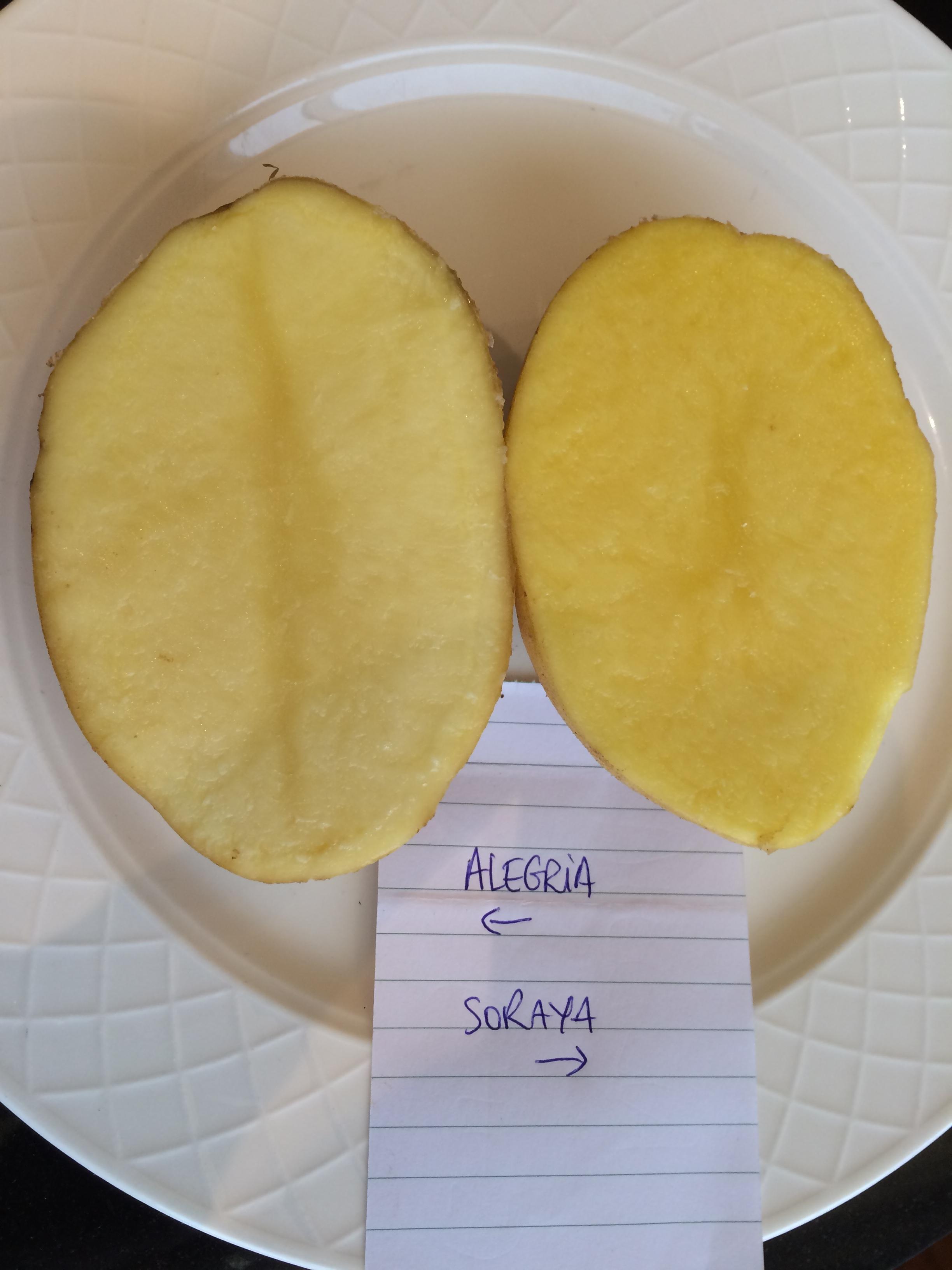 Soraya vs Alegria