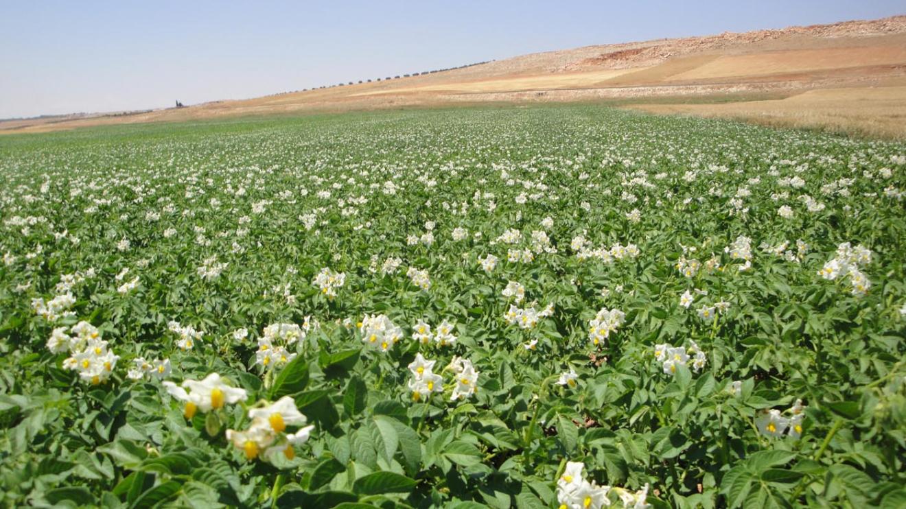 Binst_Middenoosten_Syrie_Regio2_Tebina_sfeer.jpg