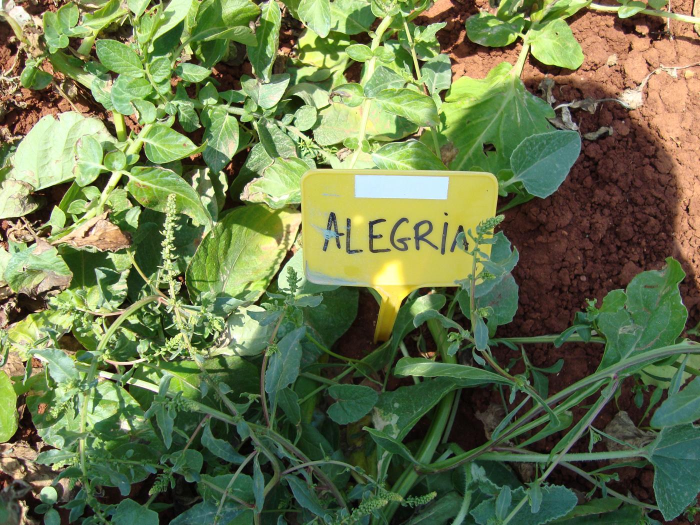 Binst_Europa_Cyprus1_Alegria_sfeer.jpg