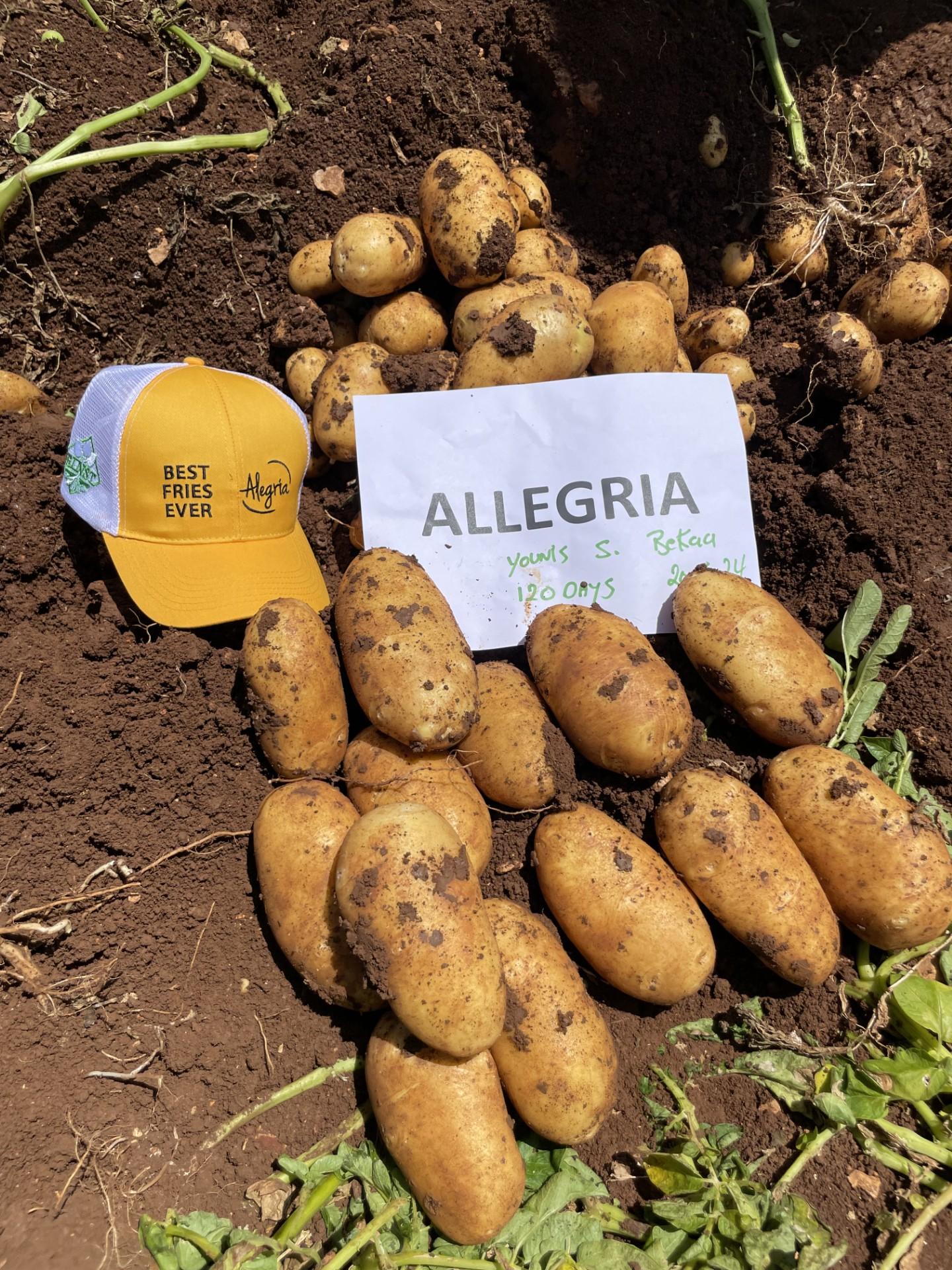 Alrgria LB crop
