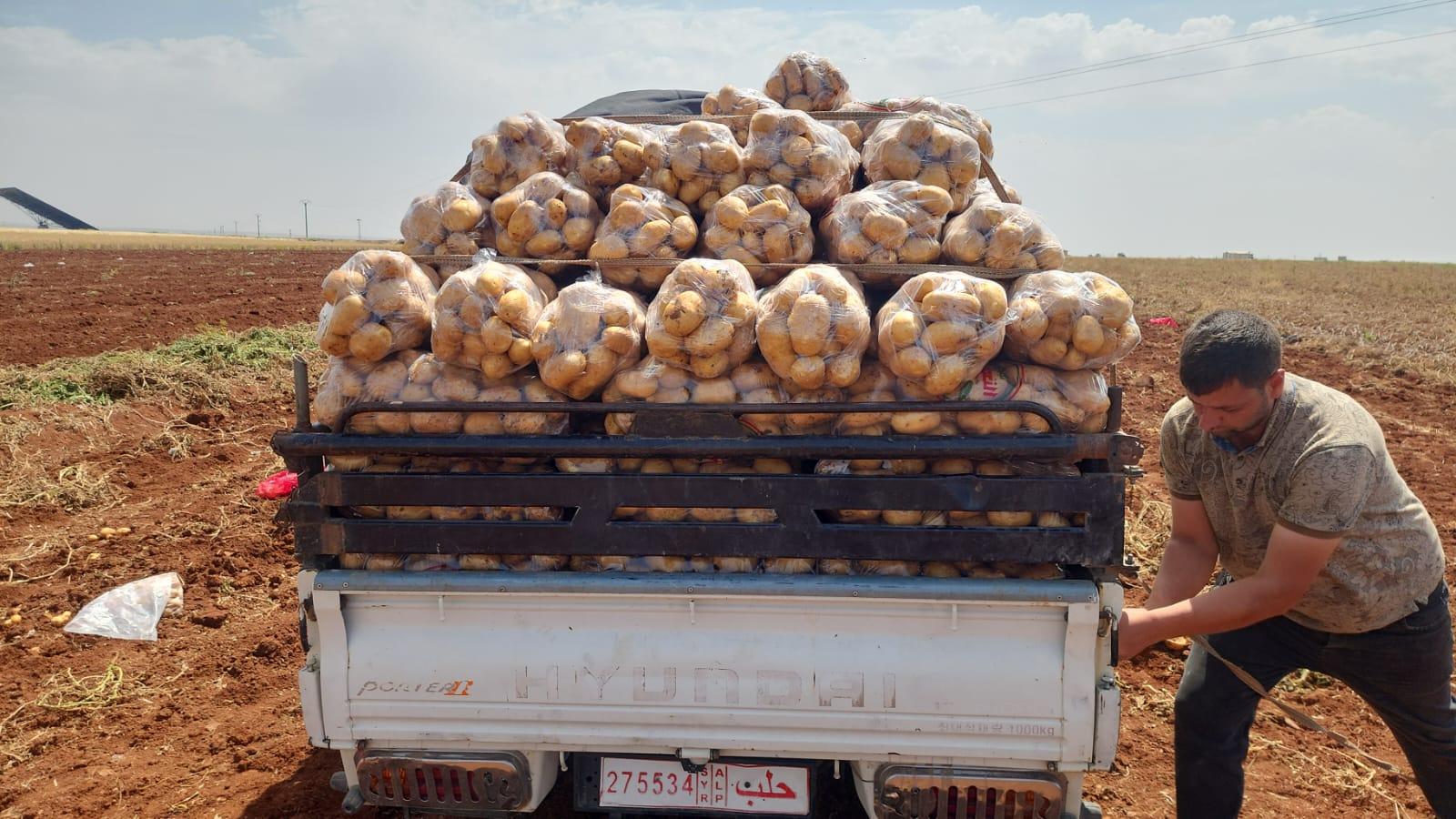 Alegria Syria